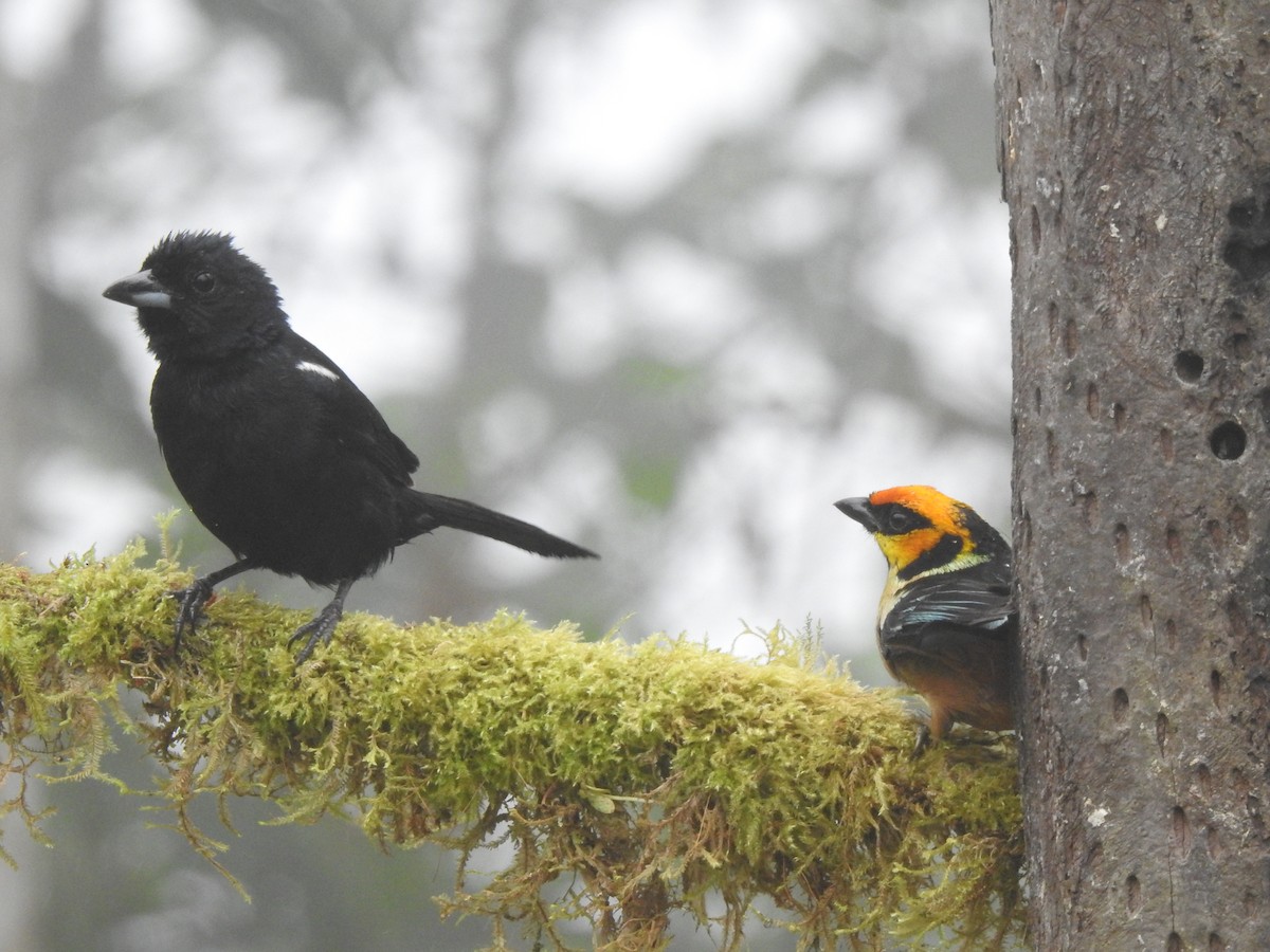 クロフウキンチョウ - ML645634258