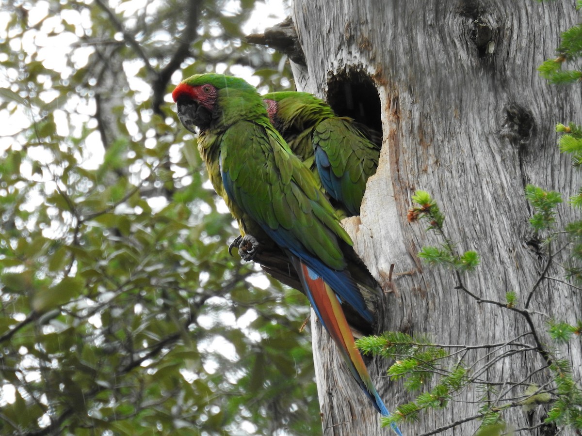 ミドリコンゴウインコ - ML645634259