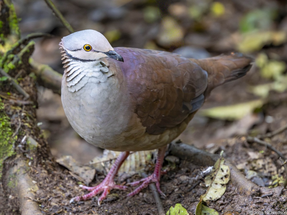 バラビタイウズラバト - ML645634260