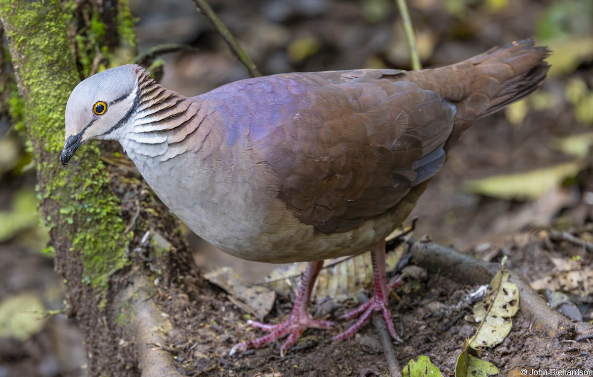 バラビタイウズラバト - ML645634261