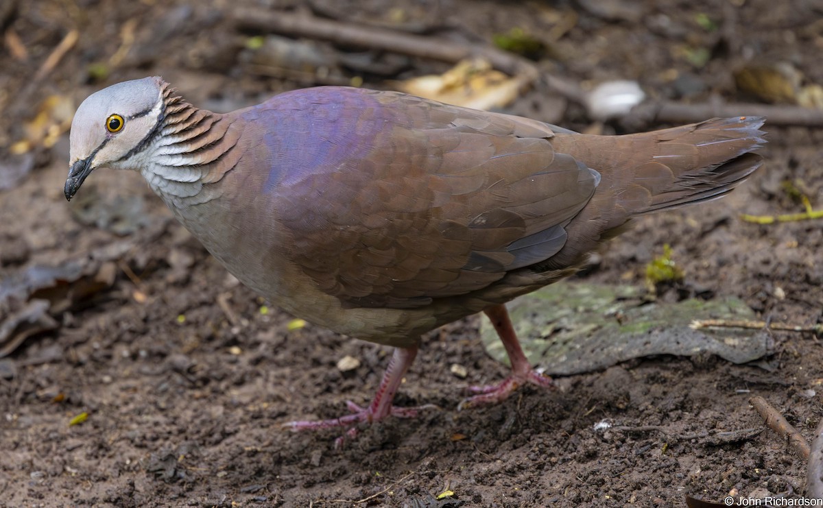 バラビタイウズラバト - ML645634262