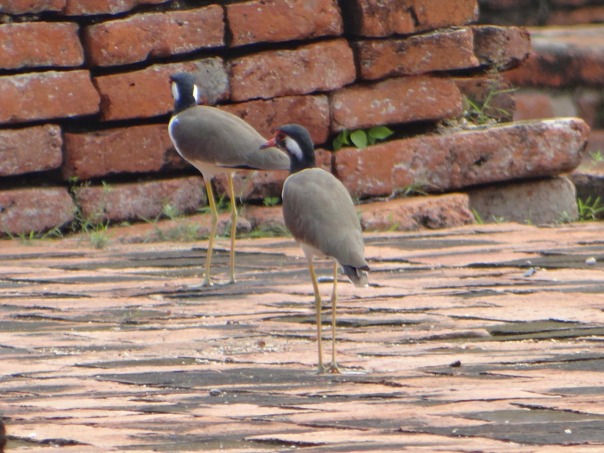 インドトサカゲリ - ML645634263