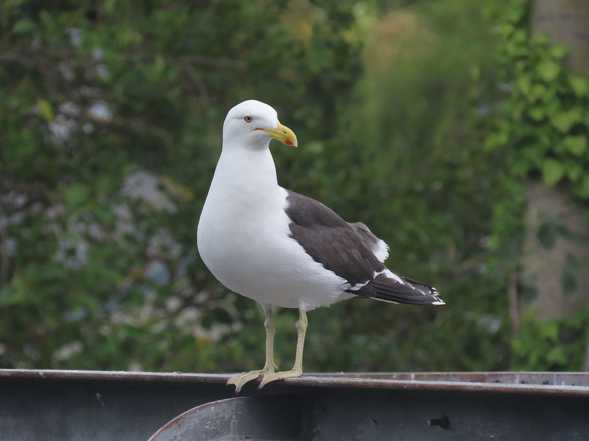 ミナミオオセグロカモメ - ML645634266