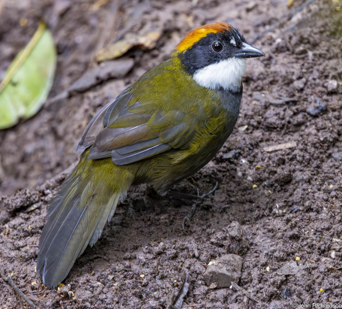 クリボウシヤブシトド - ML645634267