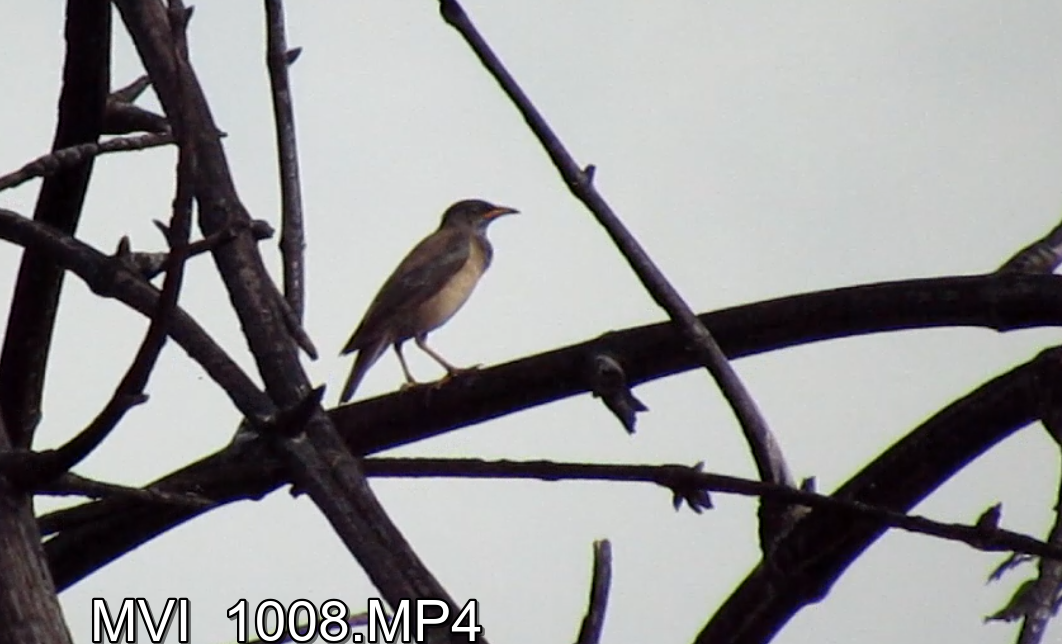 Rosy Starling - ML645634275