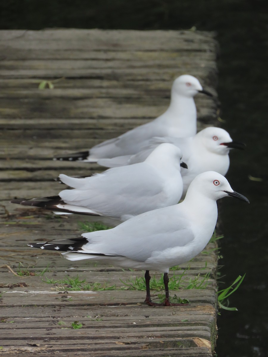 ハシグロカモメ - ML645634282