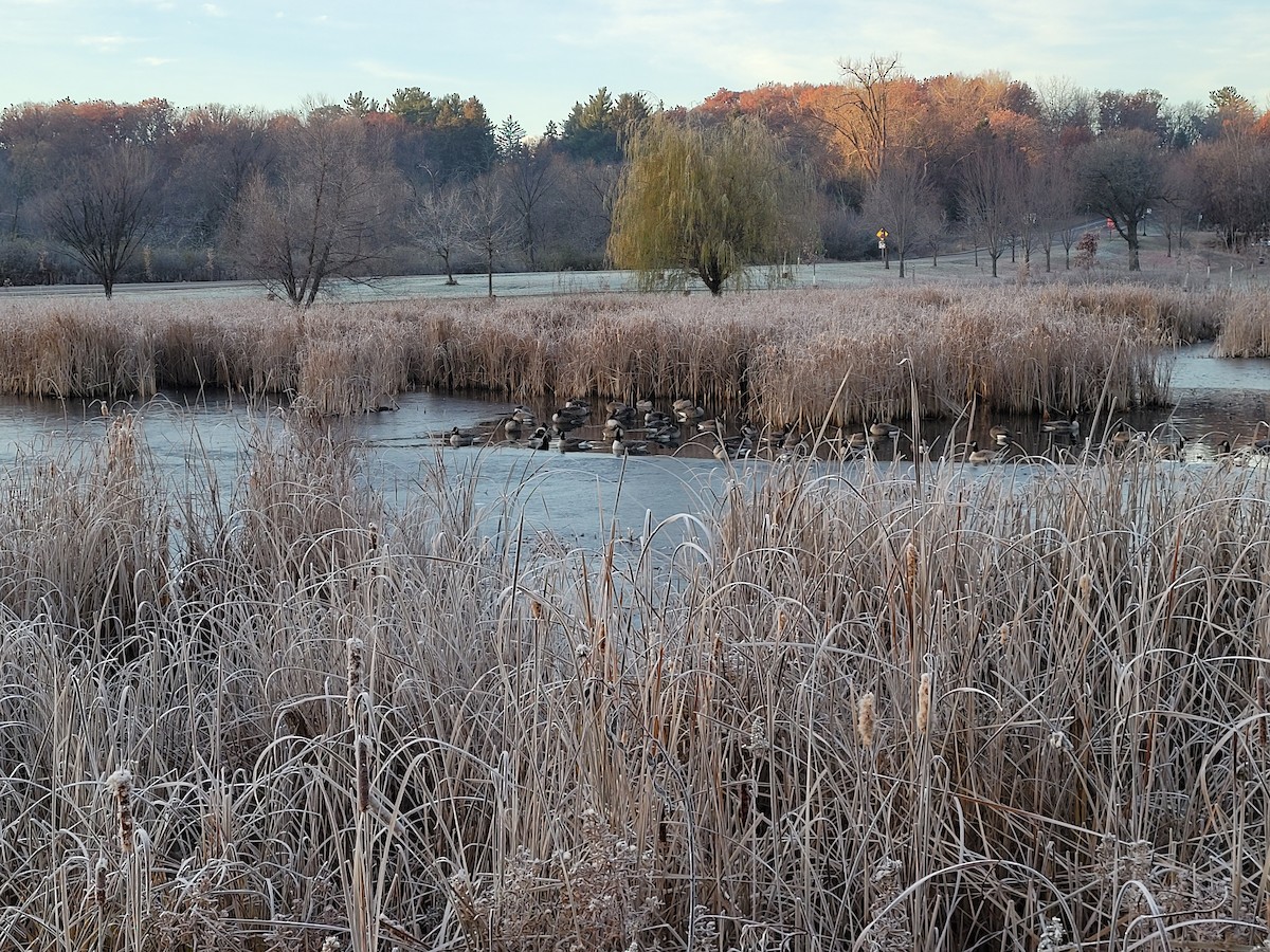 Казарка канадська - ML645634284