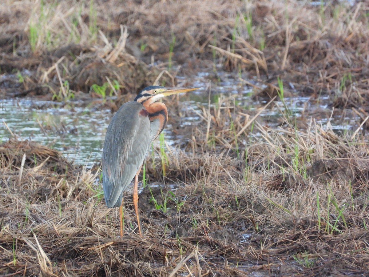 Чапля руда - ML645634285