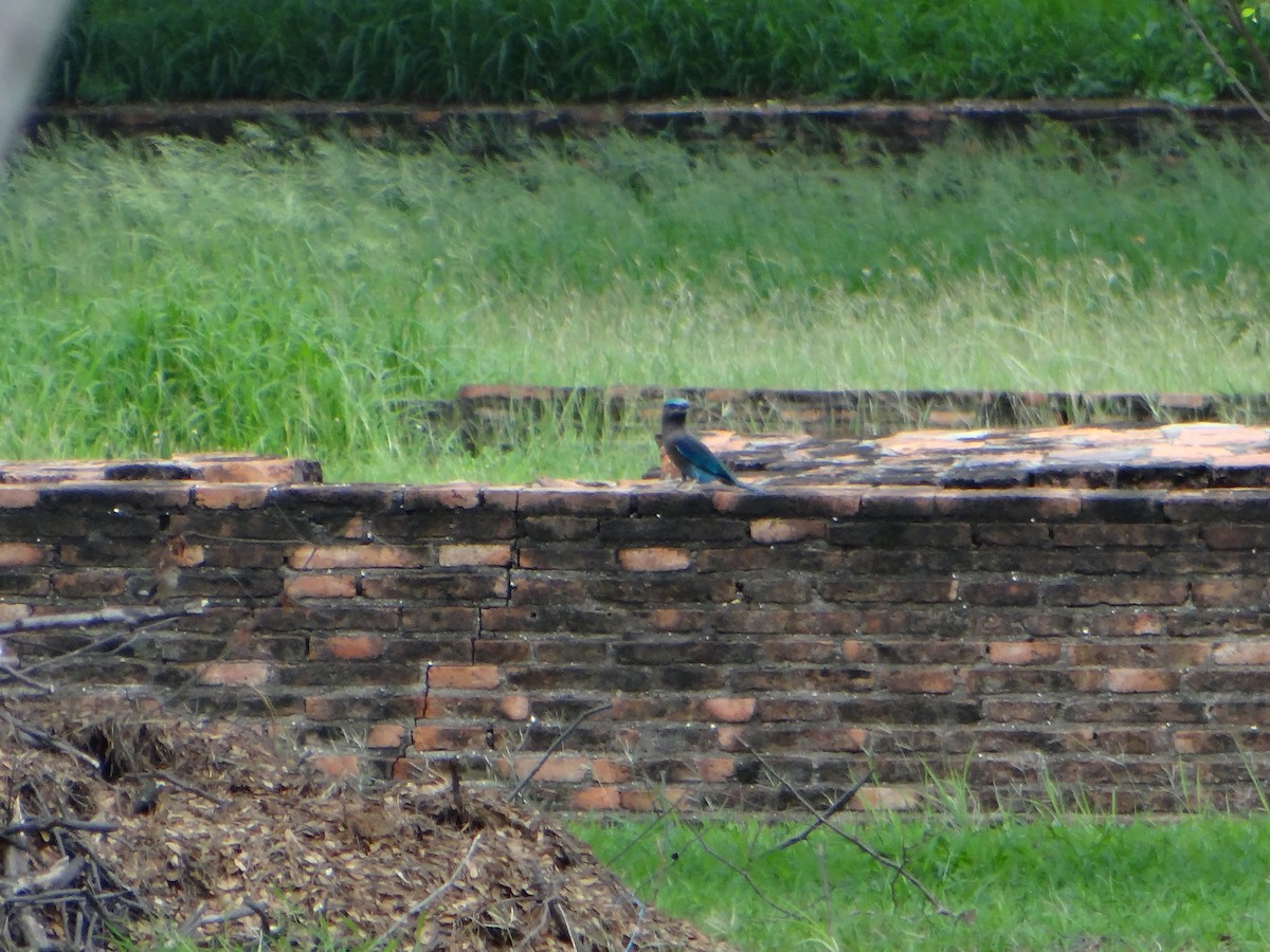 Сиворакша індокитайська - ML645634286