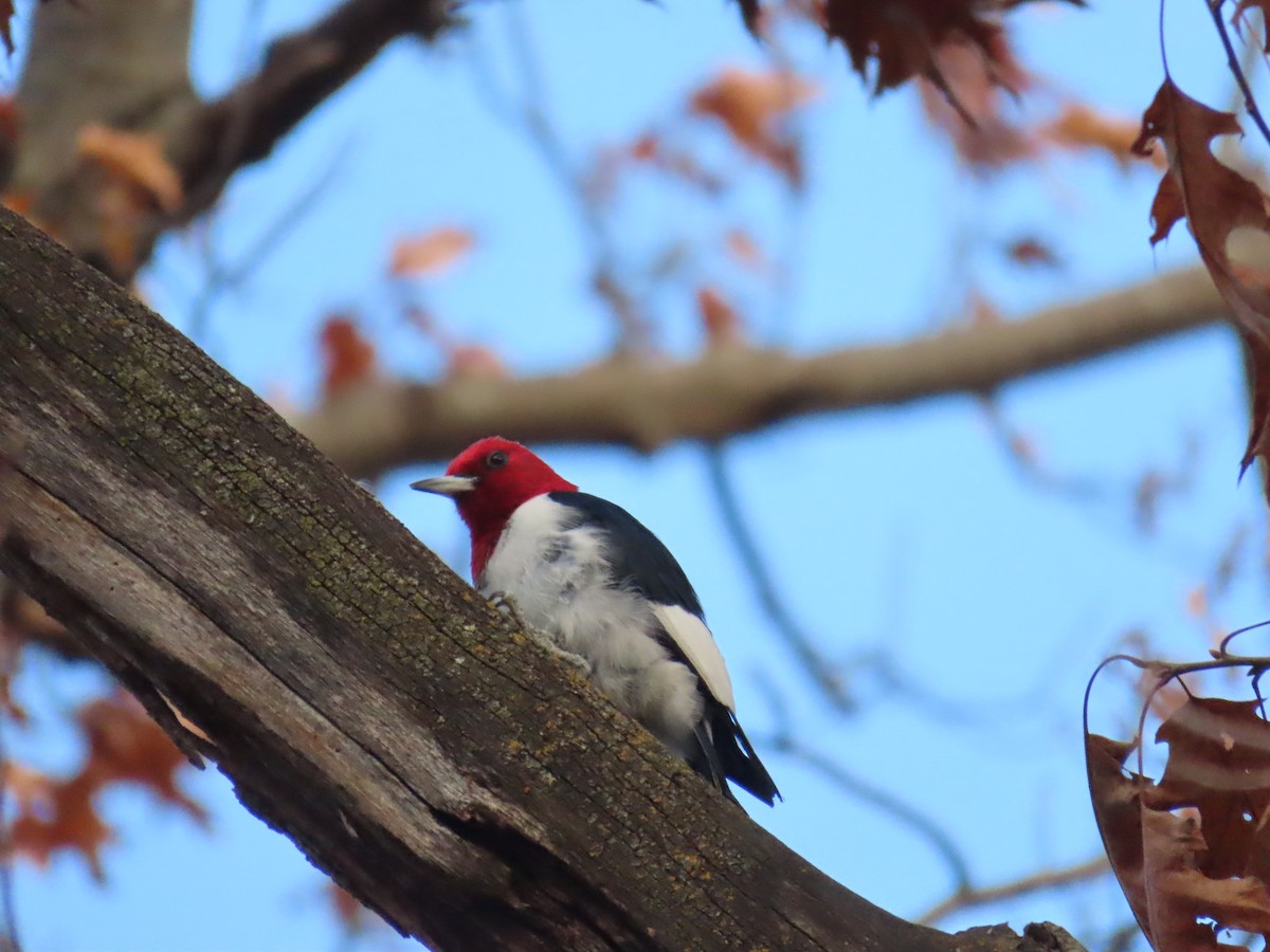 Гіла червоноголова - ML645634287