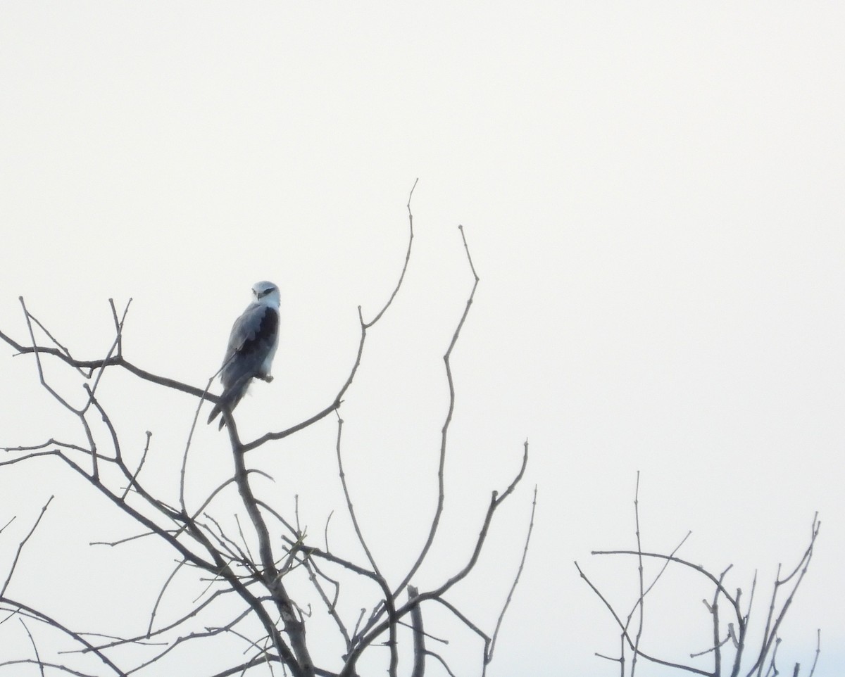 Шуліка чорноплечий - ML645634288