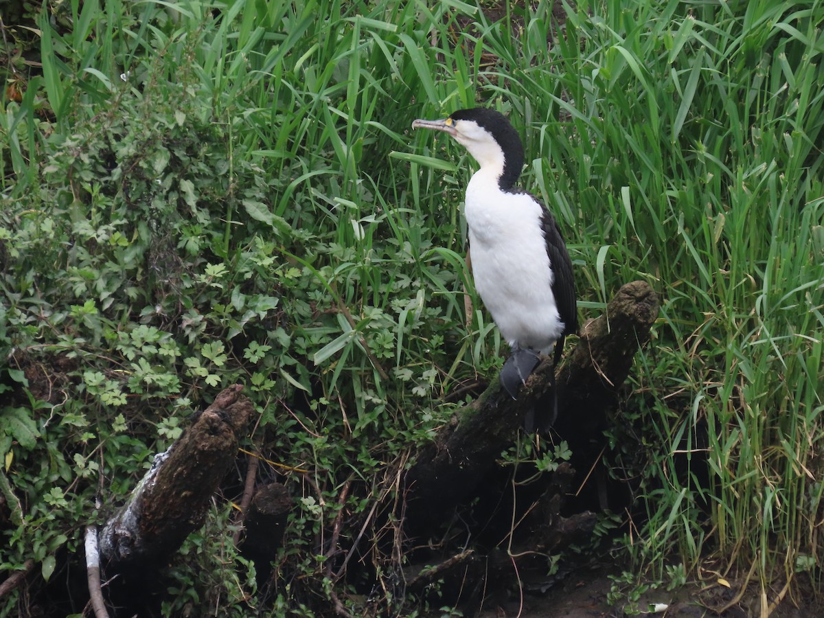 Баклан австралійський - ML645634289