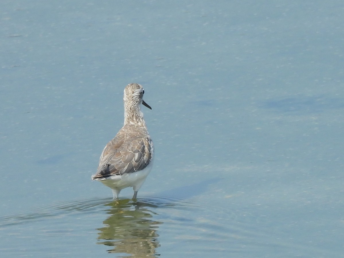 Коловодник ставковий - ML645634291