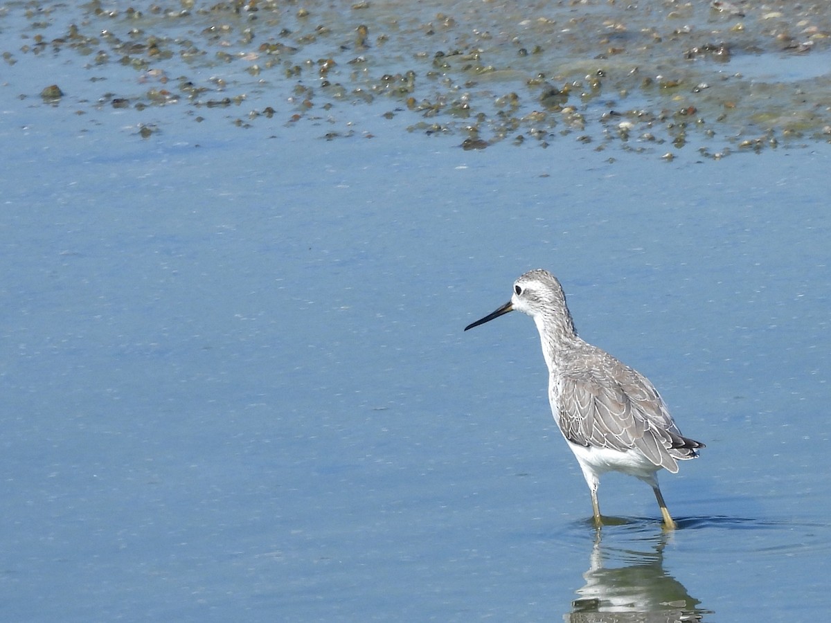 Коловодник великий - ML645634293
