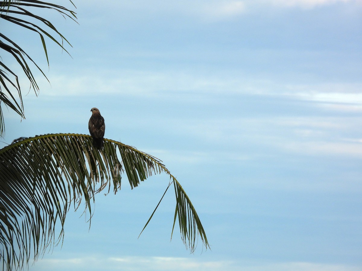 Шуліка королівський - ML645634294