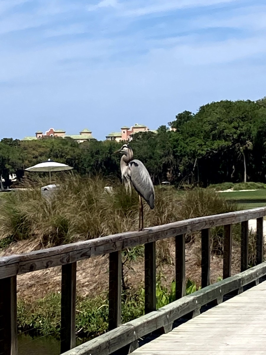 Чапля північна [група herodias] - ML645634296