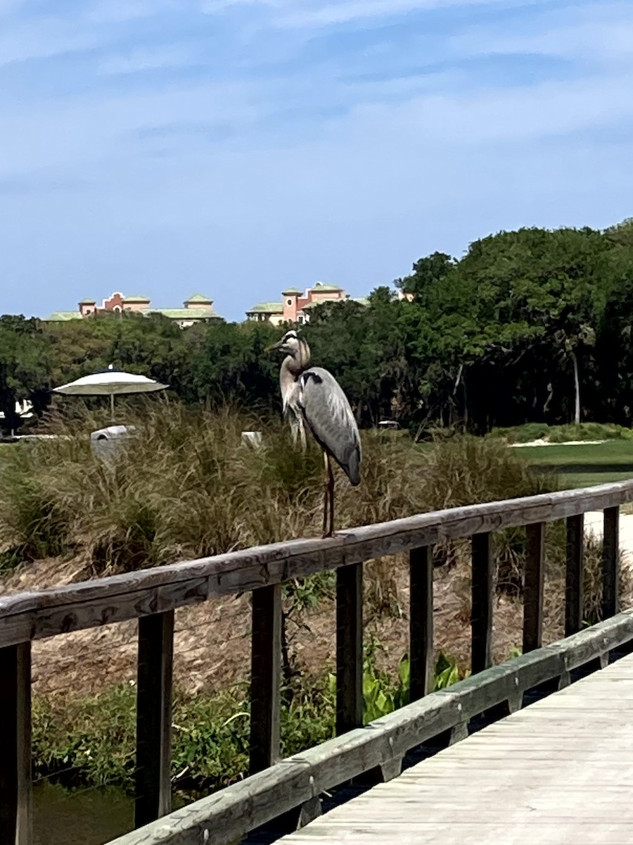 Чапля північна [група herodias] - ML645634297