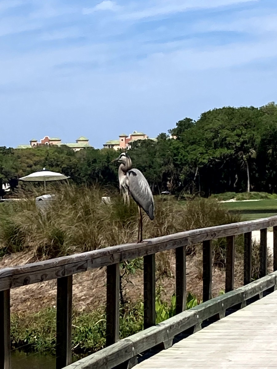 Чапля північна [група herodias] - ML645634298