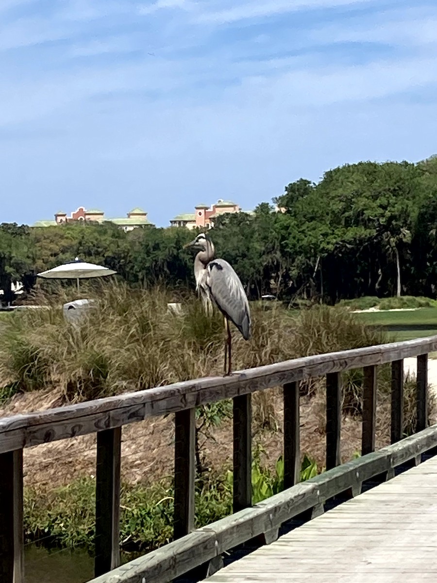 Чапля північна [група herodias] - ML645634299