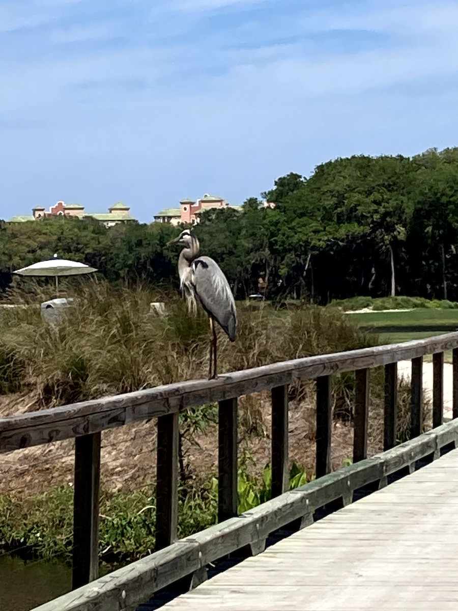 Чапля північна [група herodias] - ML645634300