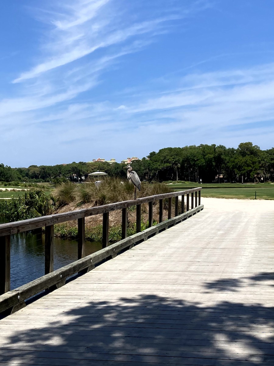 Чапля північна [група herodias] - ML645634301