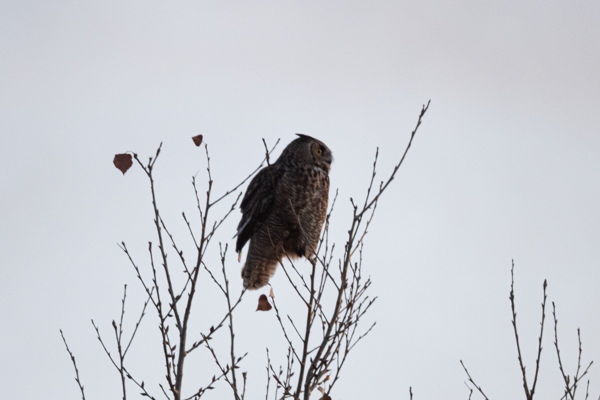 Пугач віргінський - ML645634302