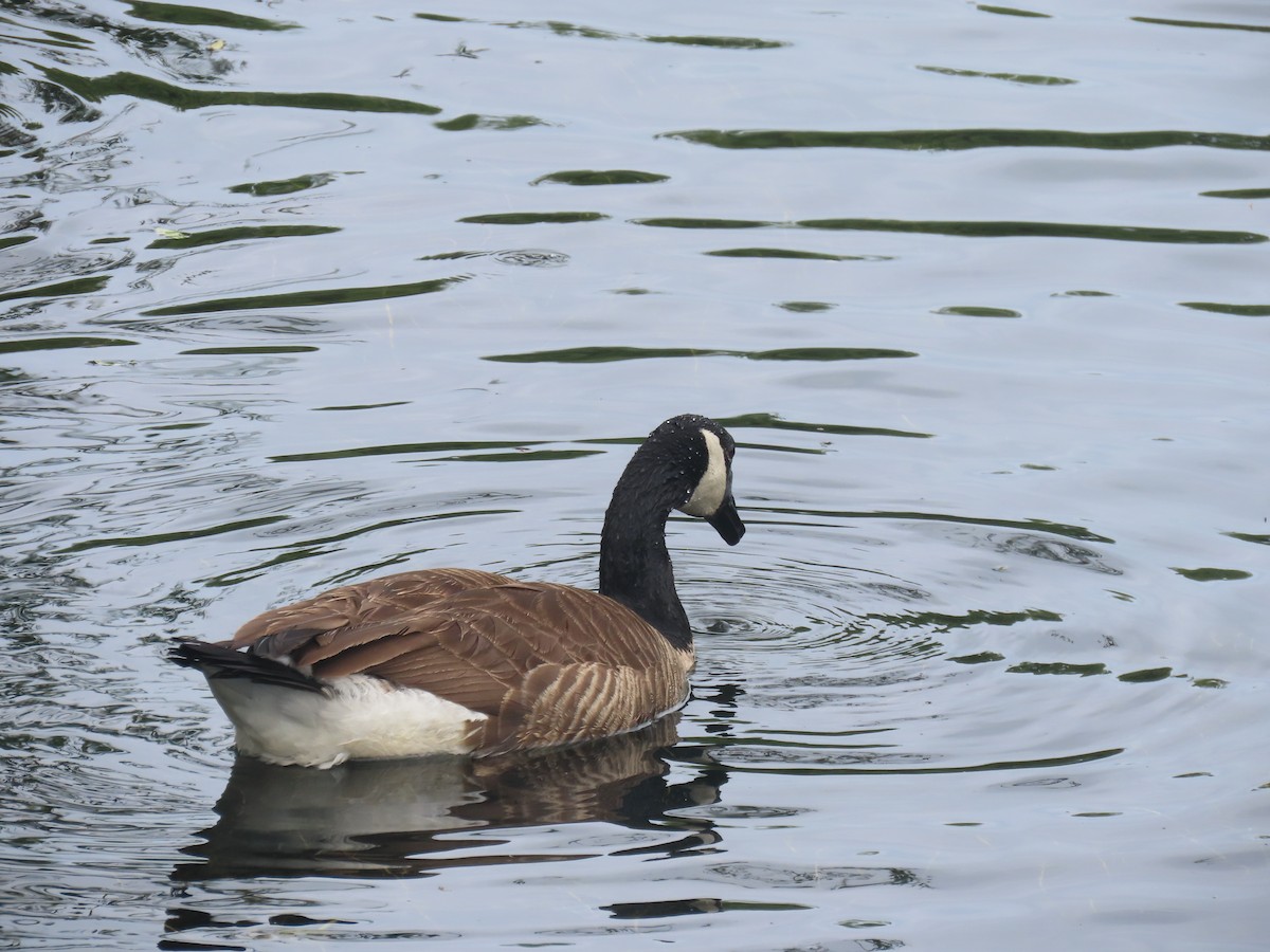 Казарка канадська - ML645634305