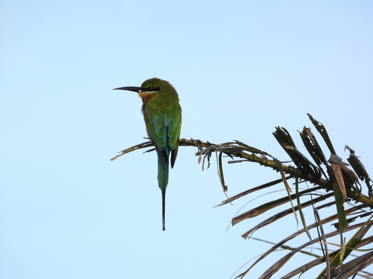 Бджолоїдка синьохвоста - ML645634306