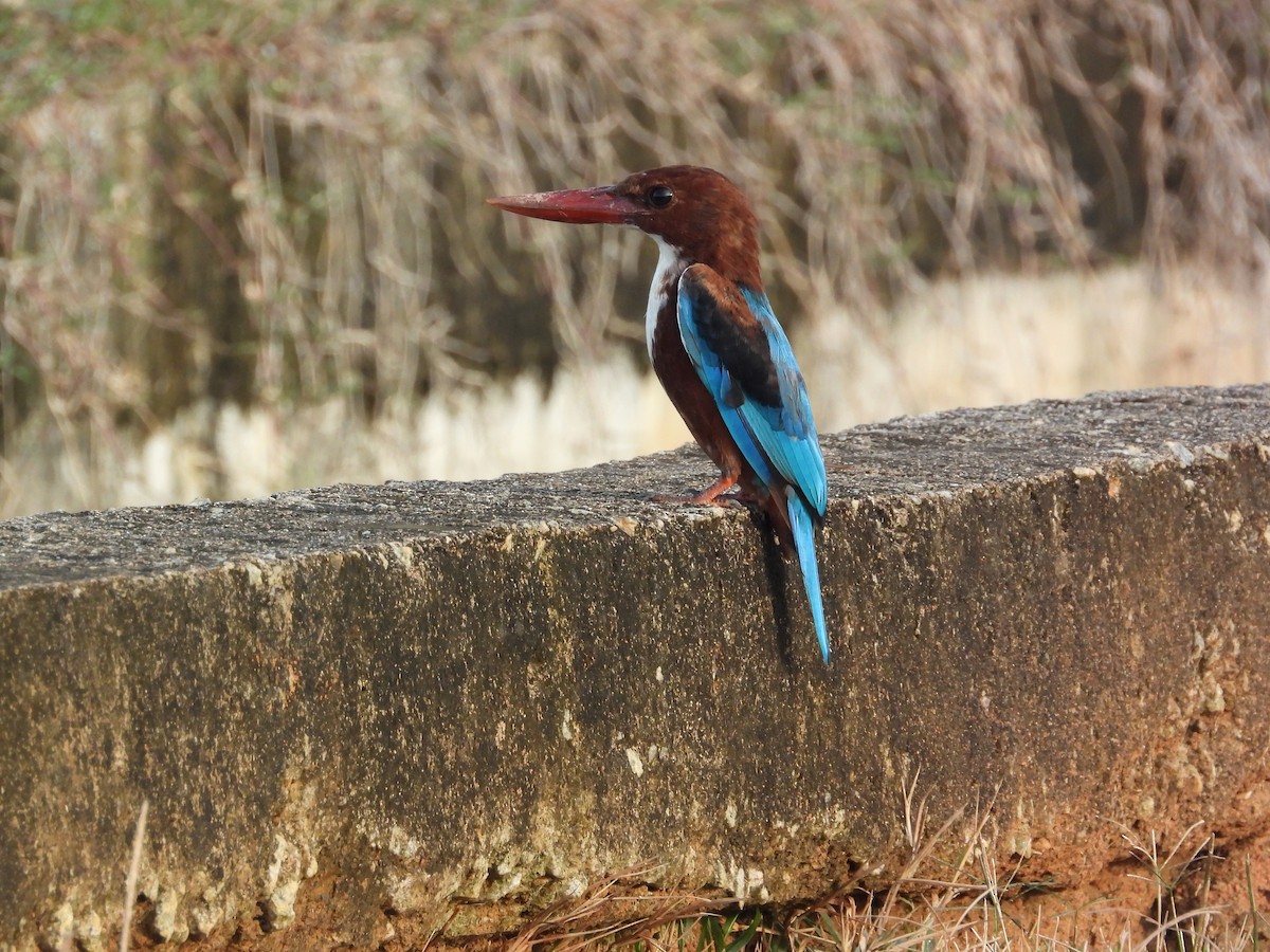 Альціон білогрудий - ML645634312