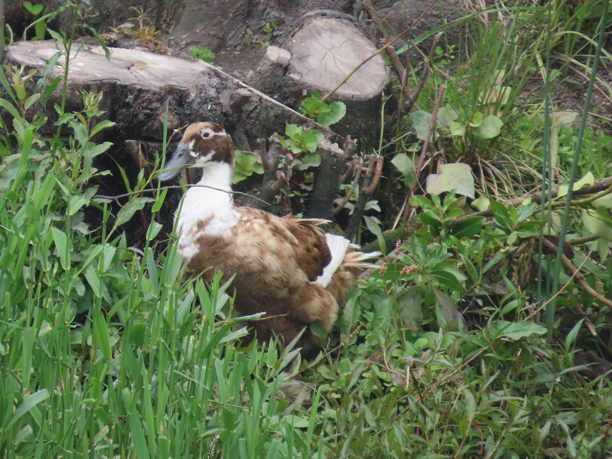 Крижень (свійський) - ML645634317