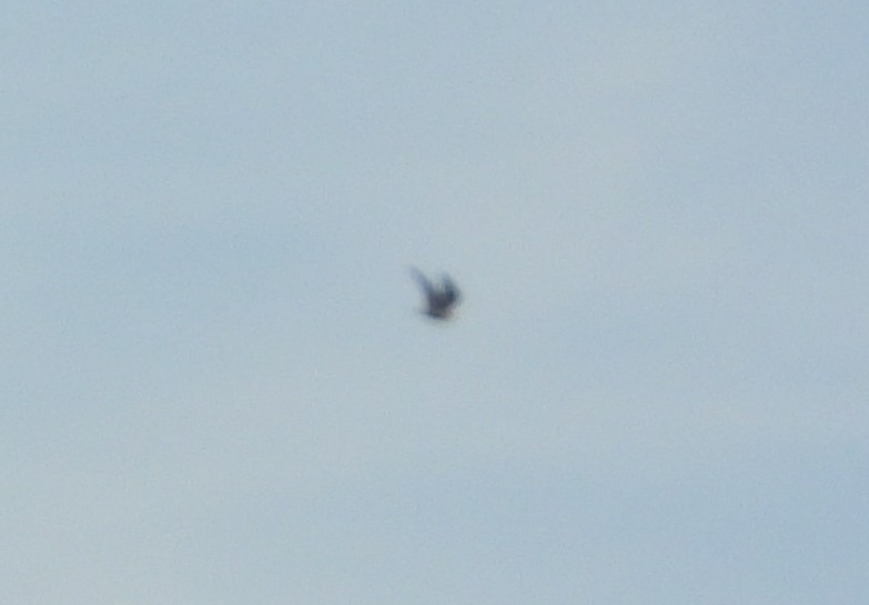 Сапсан - ML645634318