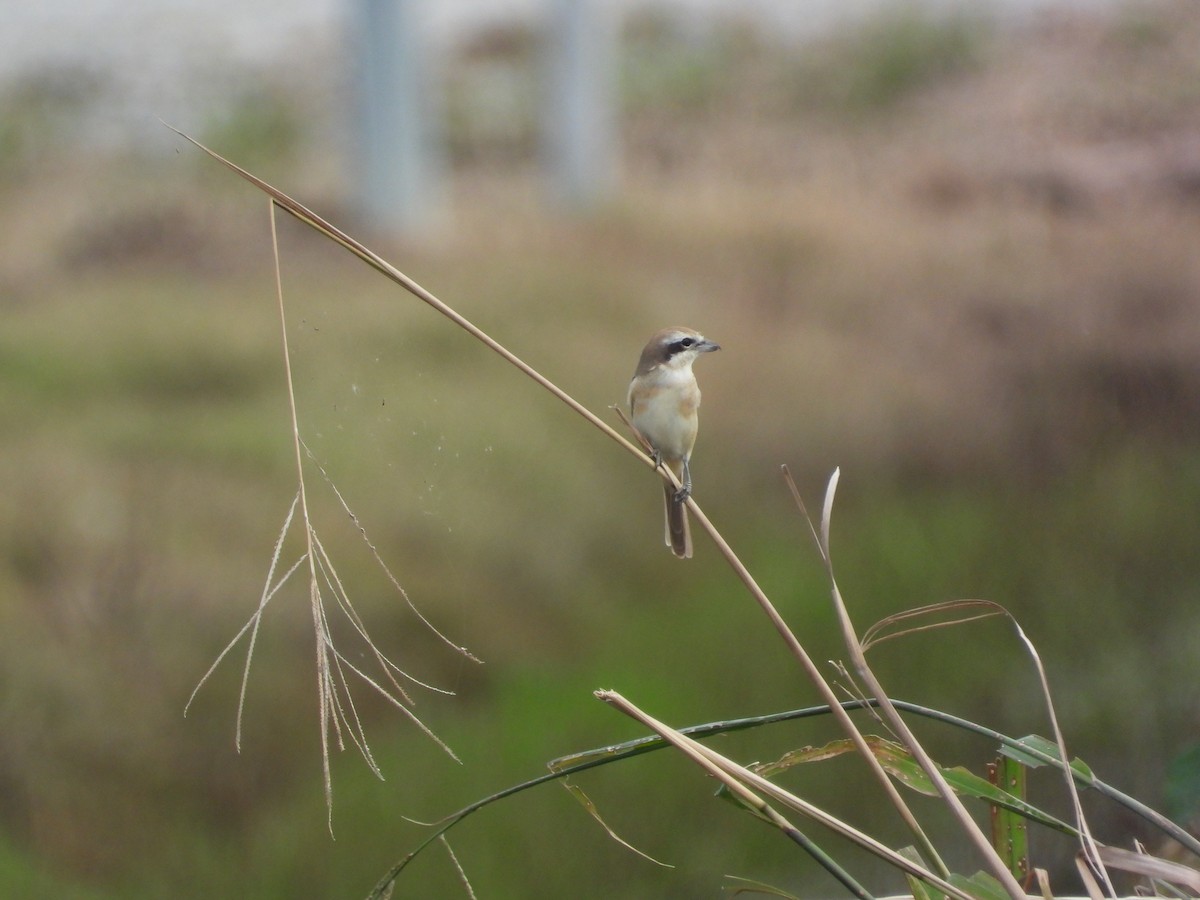 Сорокопуд сибірський - ML645634322