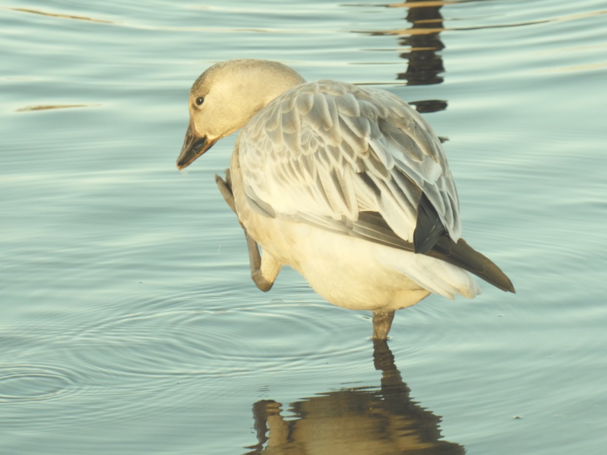 Гуска біла - ML645634323