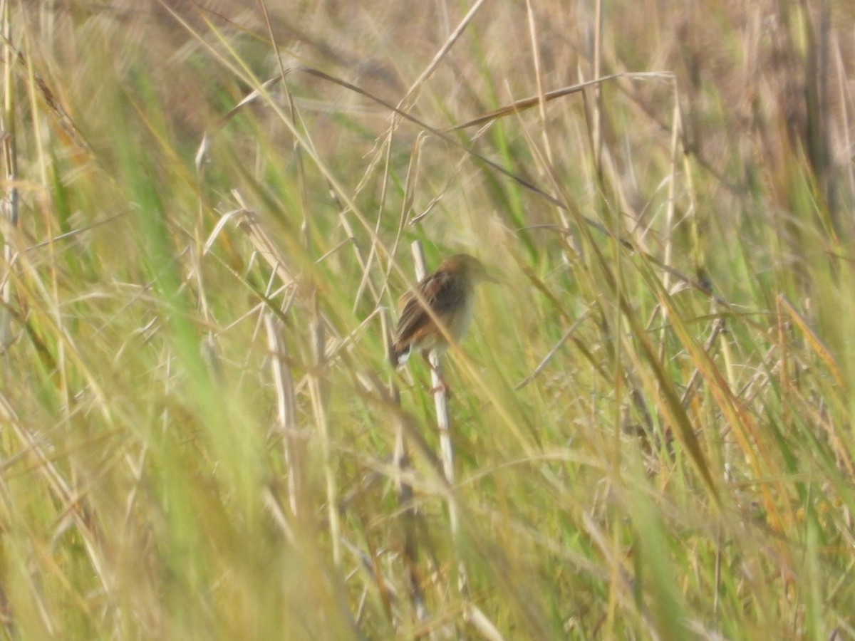 Таміка віялохвоста - ML645634324