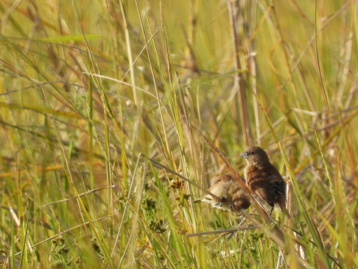 Мунія гострохвоста - ML645634327