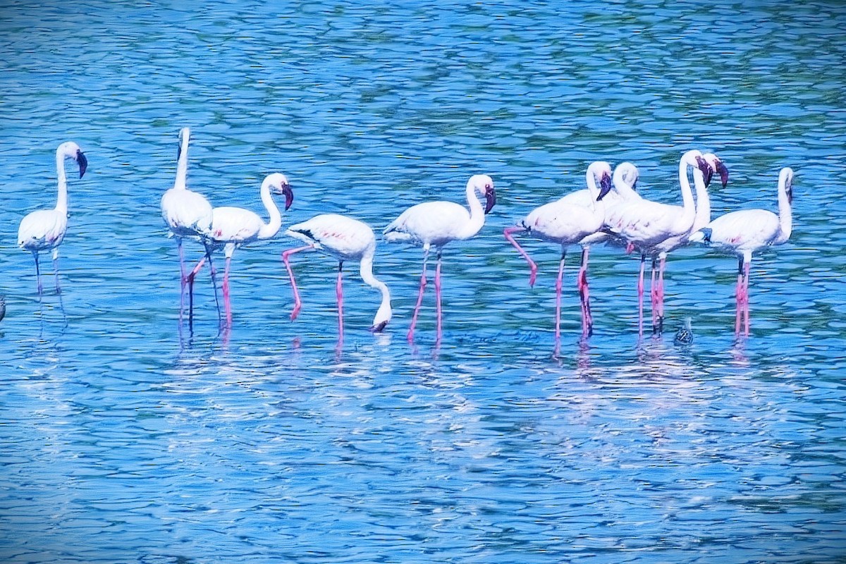 Фламінго малий - ML645634328