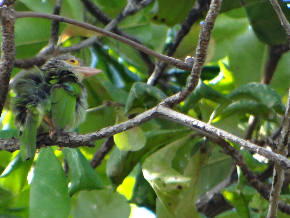 Бородастик смугастий - ML645634329