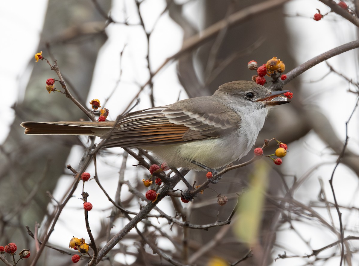 Копетон світлочеревий - ML645634330