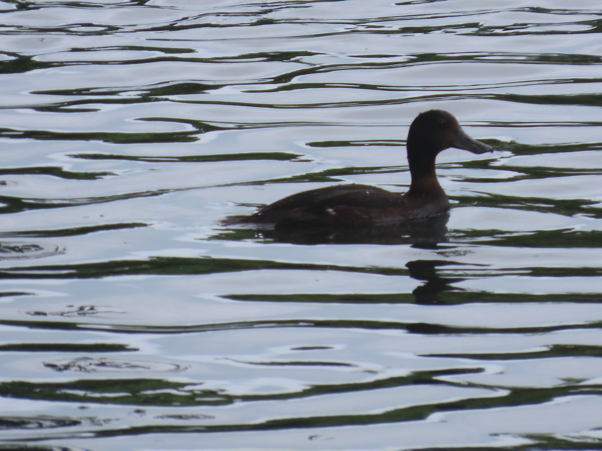 Чернь новозеландська - ML645634331