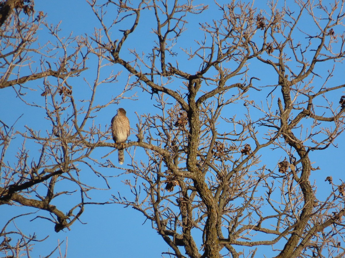 Cooper's Hawk - ML645634344