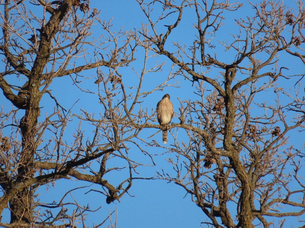 Cooper's Hawk - ML645634345