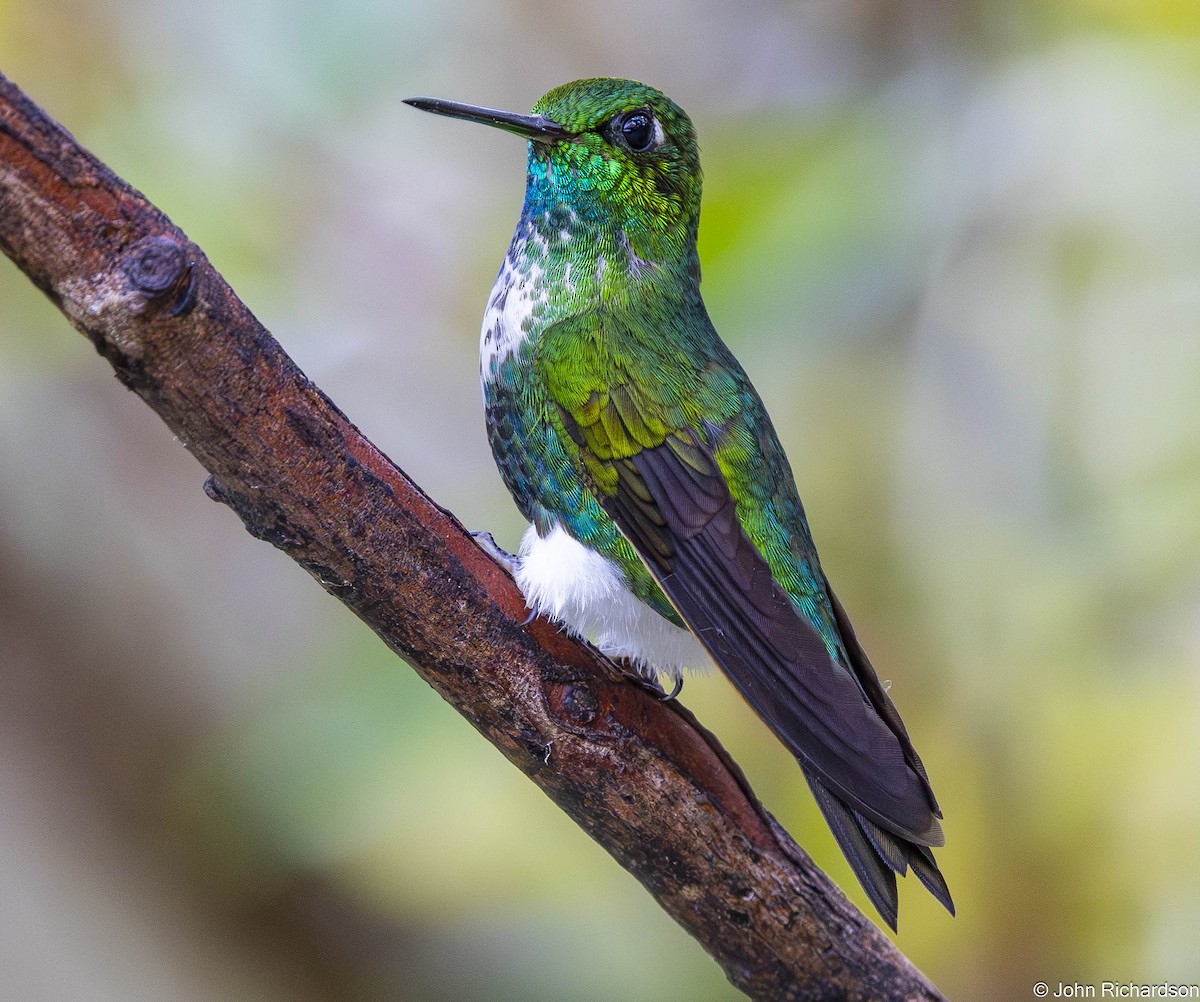 Emerald-bellied Puffleg - ML645634349