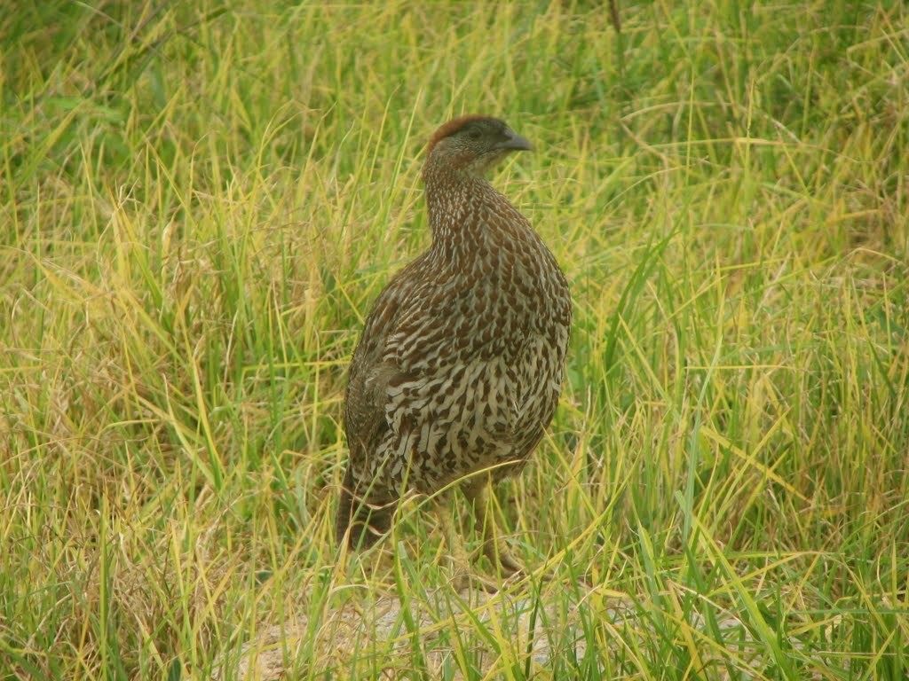 Francolin d'Erckel - ML645634350
