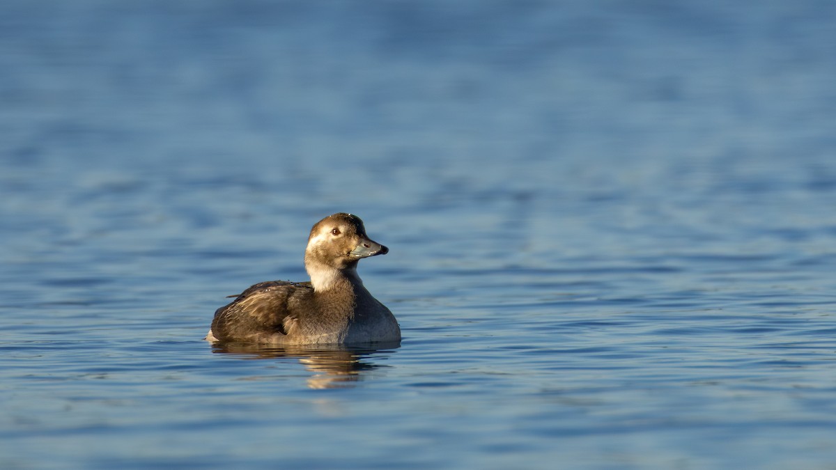 長尾鴨 - ML645634352