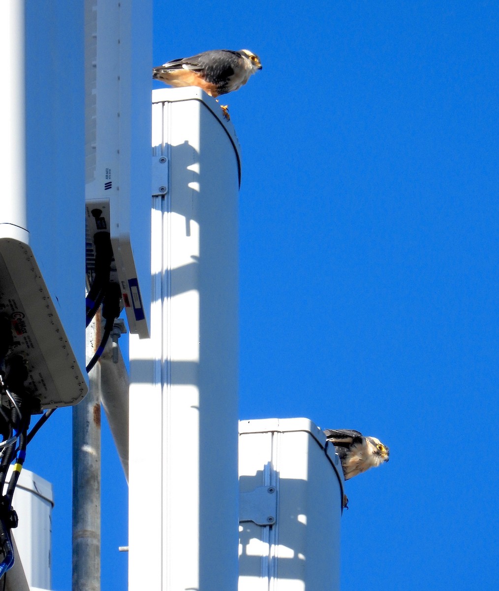 Aplomado Falcon - ML645634354