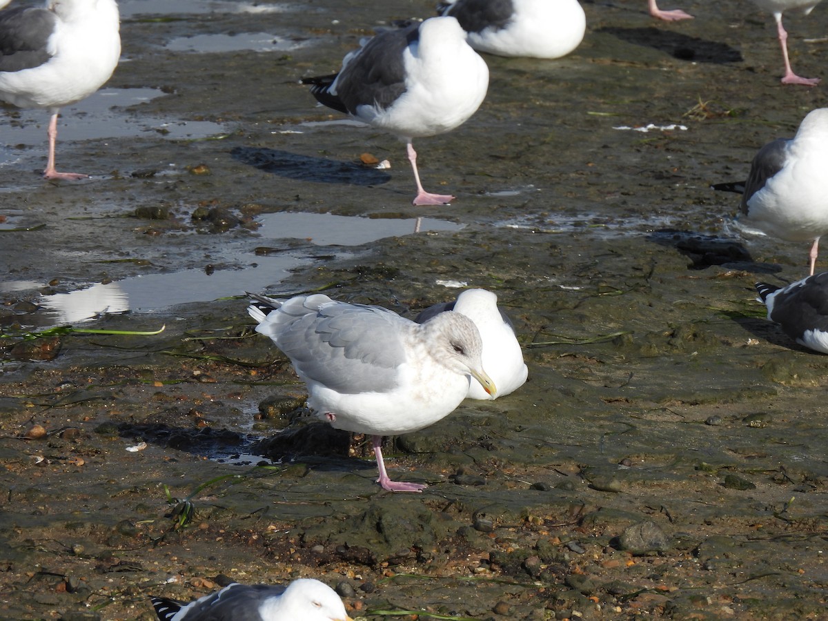 Iceland Gull - ML645634355