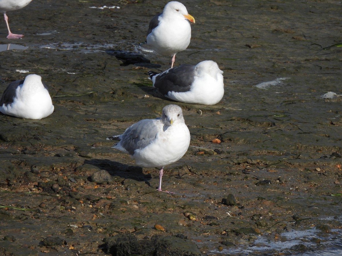 Iceland Gull - ML645634356