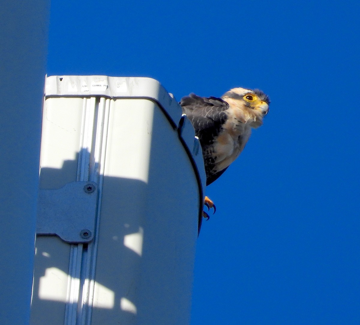 Aplomado Falcon - ML645634357