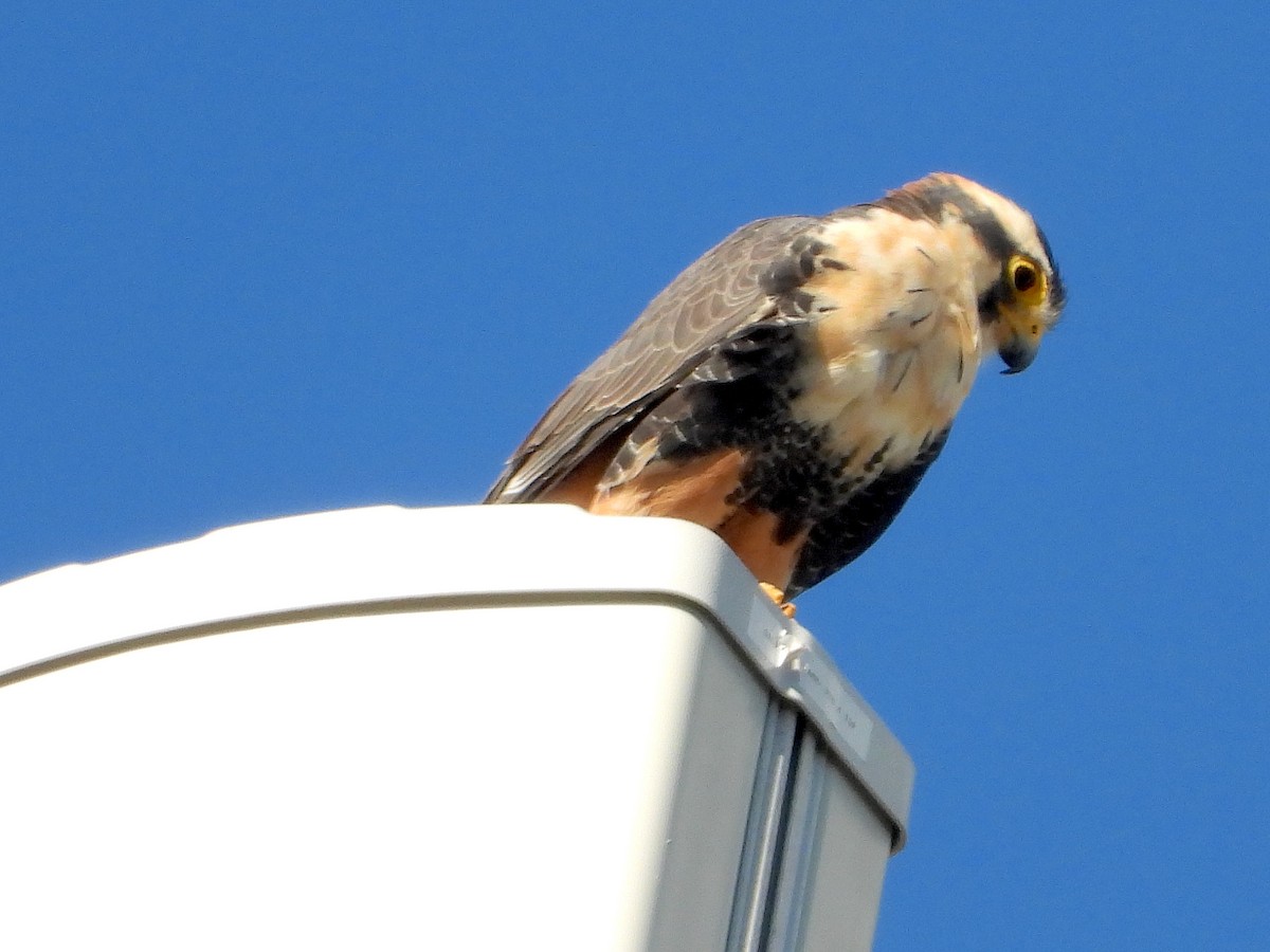 Aplomado Falcon - ML645634358