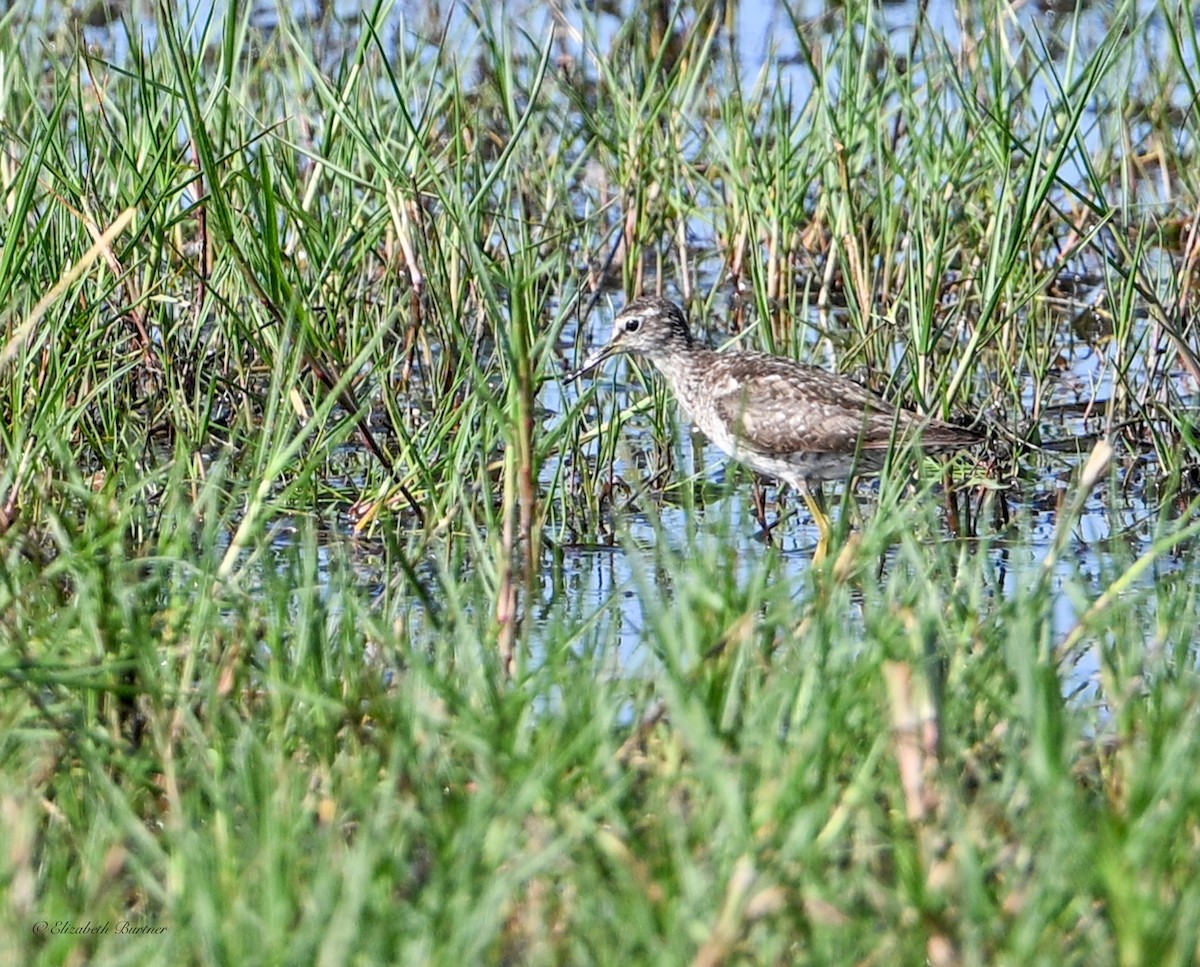 鷹斑鷸 - ML645634360